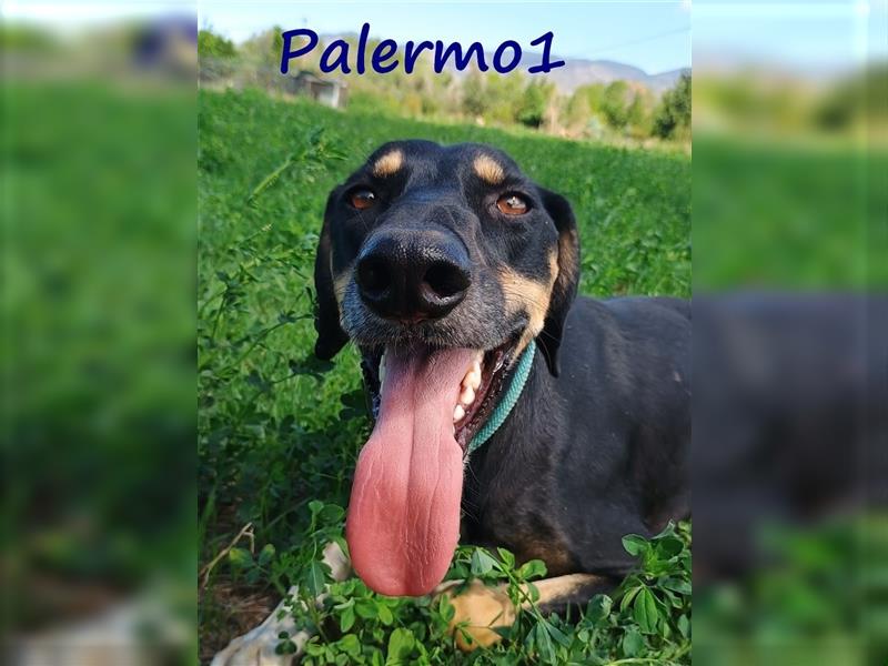 Palermo1 02/2021 (GRC) - sanfter, ruhiger, geselliger und verspielter Griechischer Windhund!