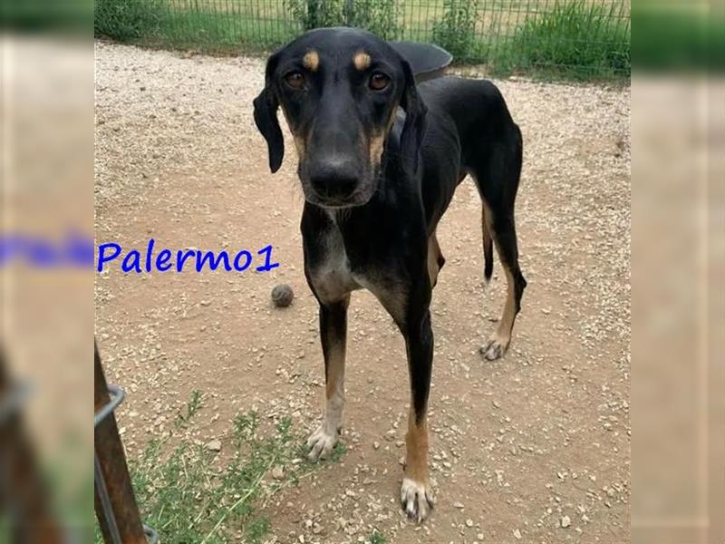 Palermo1 02/2021 (GRC) - sanfter, ruhiger, geselliger und verspielter Griechischer Windhund!