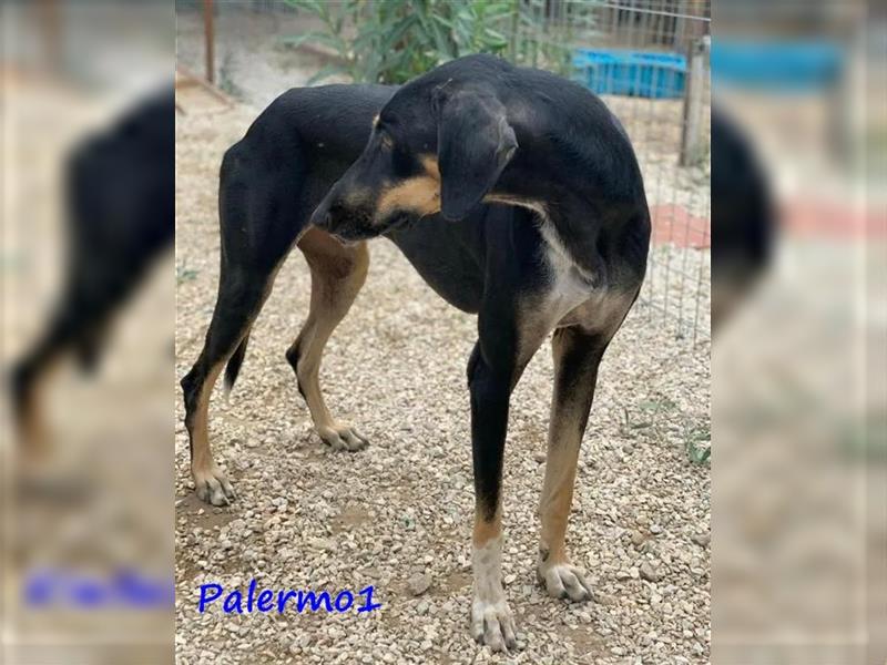 Palermo1 02/2021 (GRC) - sanfter, ruhiger, geselliger und verspielter Griechischer Windhund!