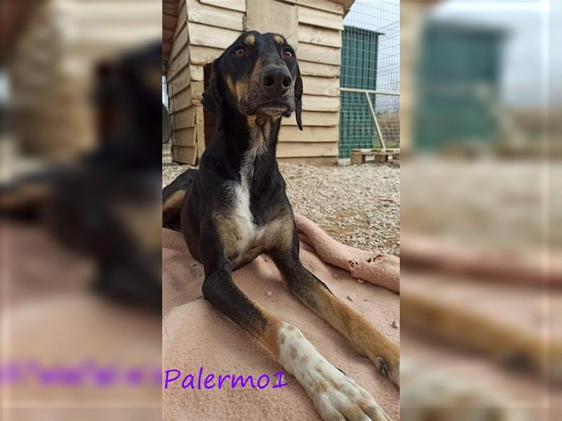 Palermo1 02/2021 (GRC) - sanfter, ruhiger, geselliger und verspielter Griechischer Windhund!