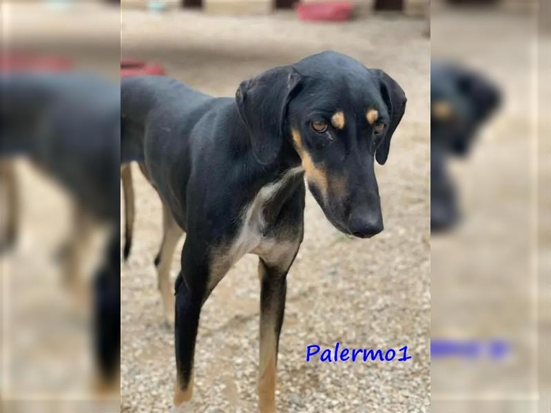 Palermo1 02/2021 (GRC) - sanfter, ruhiger, geselliger und verspielter Griechischer Windhund!