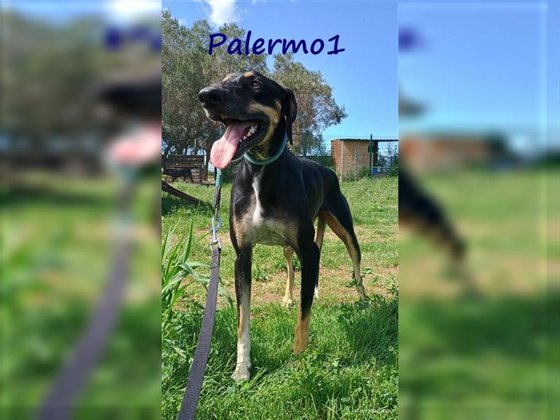 Palermo1 02/2021 (GRC) - sanfter, ruhiger, geselliger und verspielter Griechischer Windhund!