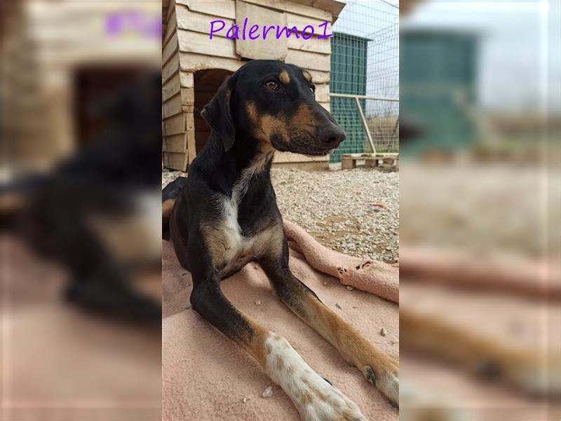 Palermo1 02/2021 (GRC) - sanfter, ruhiger, geselliger und verspielter Griechischer Windhund!