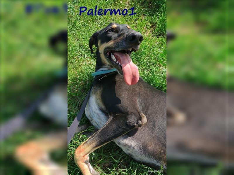 Palermo1 02/2021 (GRC) - sanfter, ruhiger, geselliger und verspielter Griechischer Windhund!