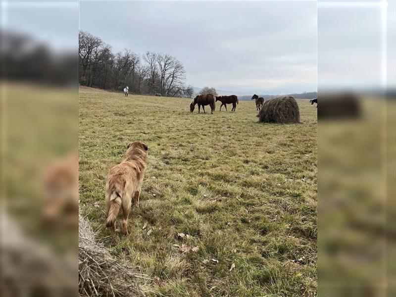 Grizzly ein lieber, ruhiger Kerl, wünscht sich eine aktive Familie