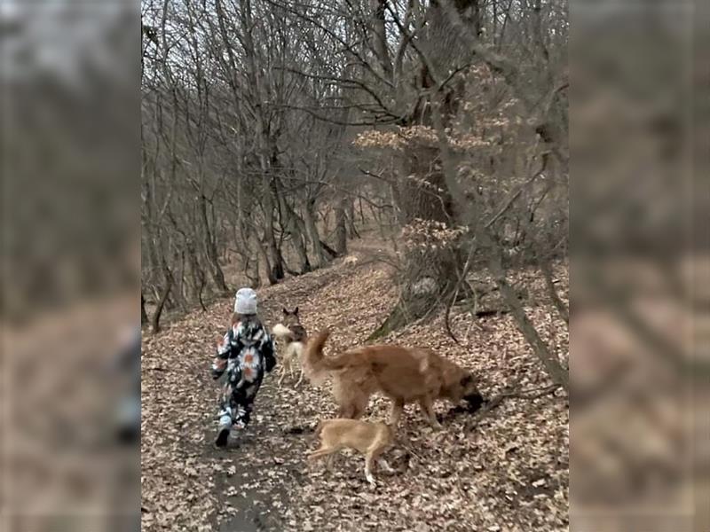 Grizzly ein lieber, ruhiger Kerl, wünscht sich eine aktive Familie