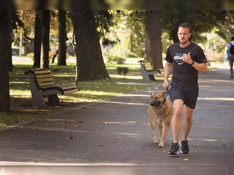 Grizzly ein lieber, ruhiger Kerl, wünscht sich eine aktive Familie