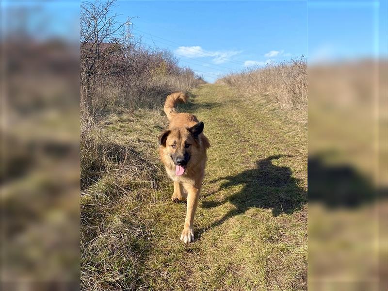 Grizzly ein lieber, ruhiger Kerl, wünscht sich eine aktive Familie