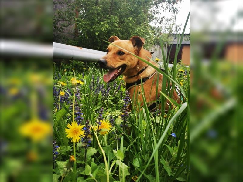Dani❤️aktiver Hundebub sucht ein Körbchen für immer