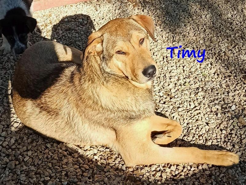 Timy 04/2020 (GR) - ruhiger und verträglicher Rüde sucht ein entspanntes Zuhause!