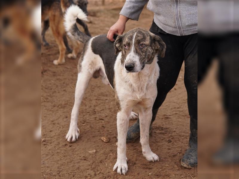 Vondo, geb. ca.06/2021, lebt in GRIECHENLAND, auf einem Gelände, auf dem die Hunde notdürftig versor
