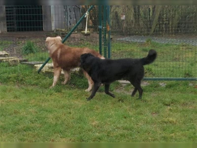 Zito – Traumhund Nähe Aachen auf einem Tierschutzhof, 1 Jahr