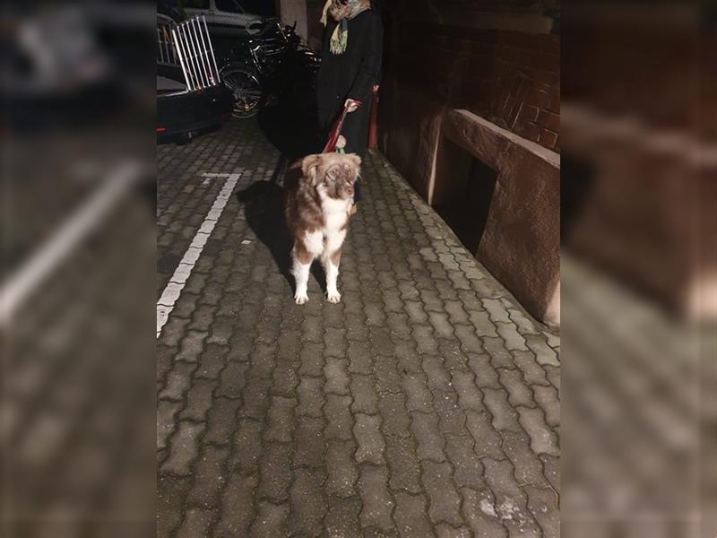 Zito – Traumhund Nähe Aachen auf einem Tierschutzhof, 1 Jahr