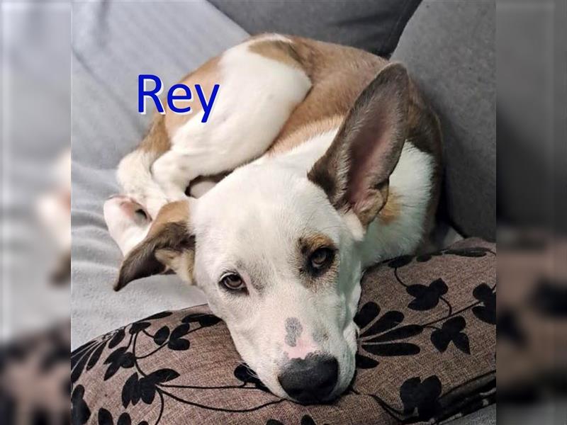 REY ❤ sucht Zuhause oder Pflegestelle