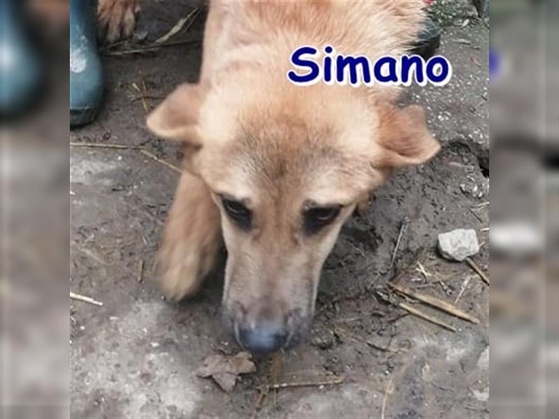 SIMANO ❤ EILIG! sucht Zuhause oder Pflegestelle
