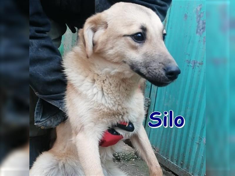SILO ❤ EILIG sucht Zuhause oder Pflegestelle