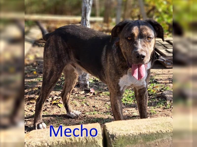 MECHO ❤ sucht Zuhause oder Pflegestelle