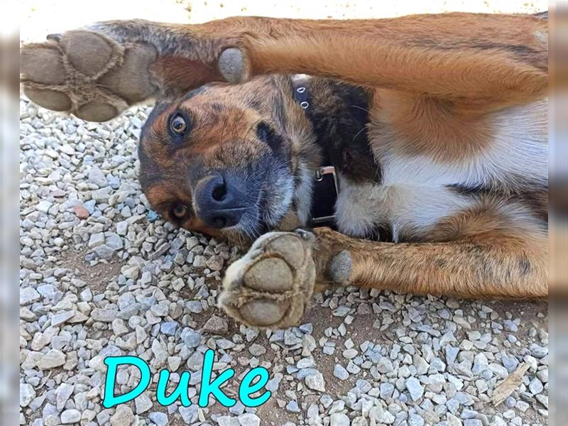 Duke 02/21 (GR) - sehr liebevolle und freundliche, gestromte Schönheit!
