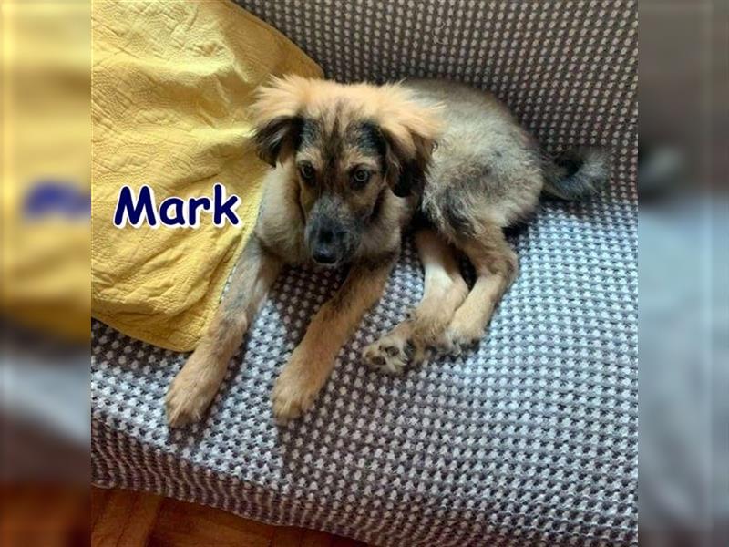 MARK - sucht sein Zuhause