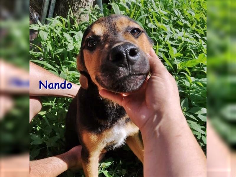 NANDO - sucht sein Zuhause