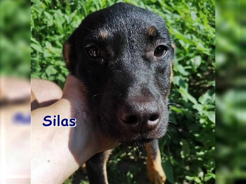 SILAS - sucht sein Zuhause