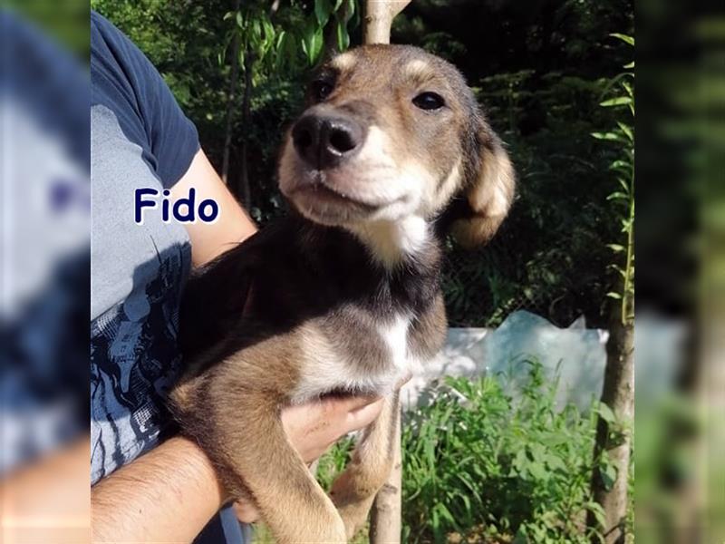FIDO - sucht sein Zuhause