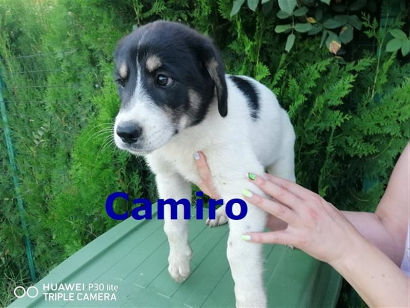 CAMIRO - sucht sein Zuhause