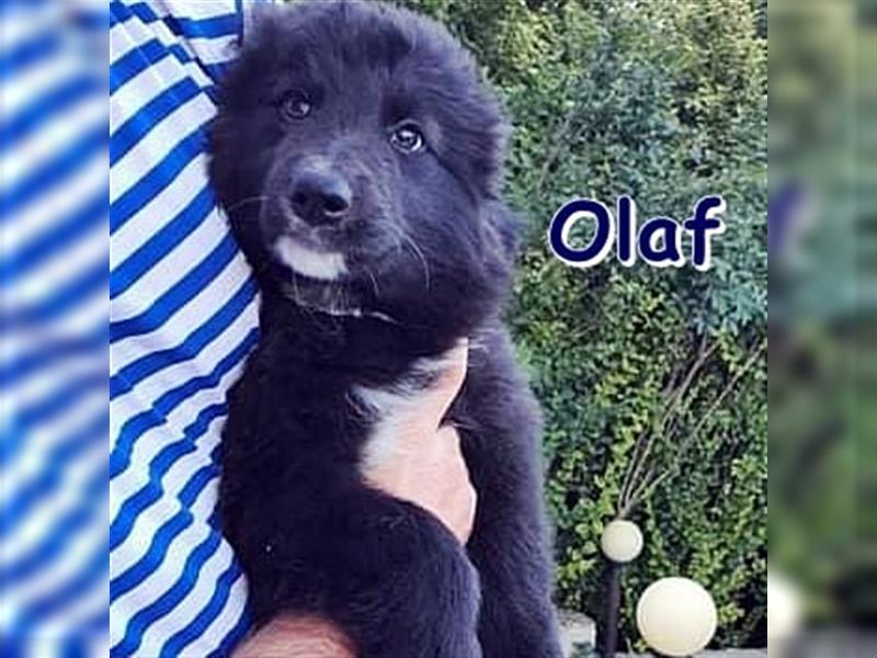OLAF - sucht dringend sein Zuhause (derzeit in Eitorf)
