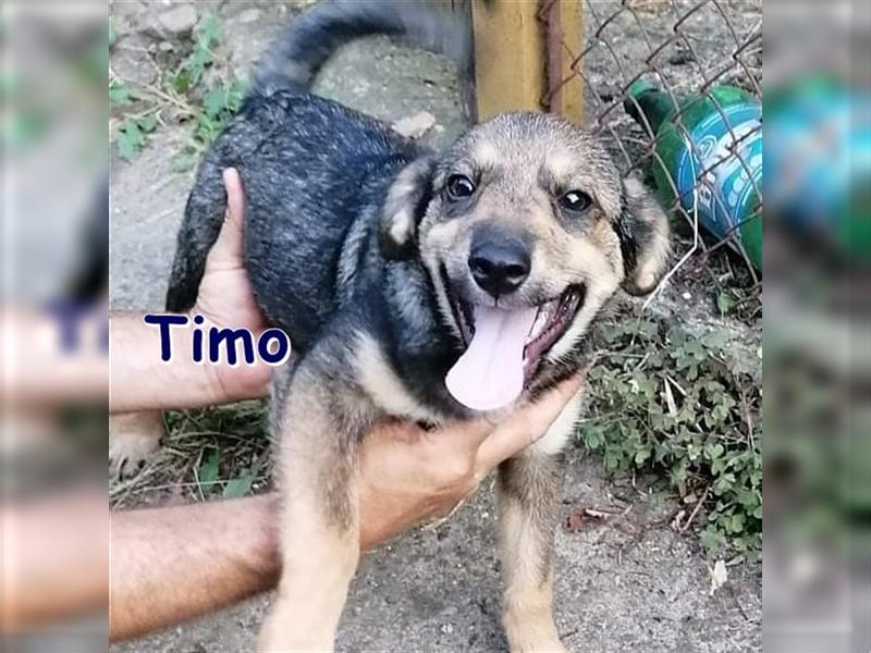 TIMO - sucht sein Zuhause