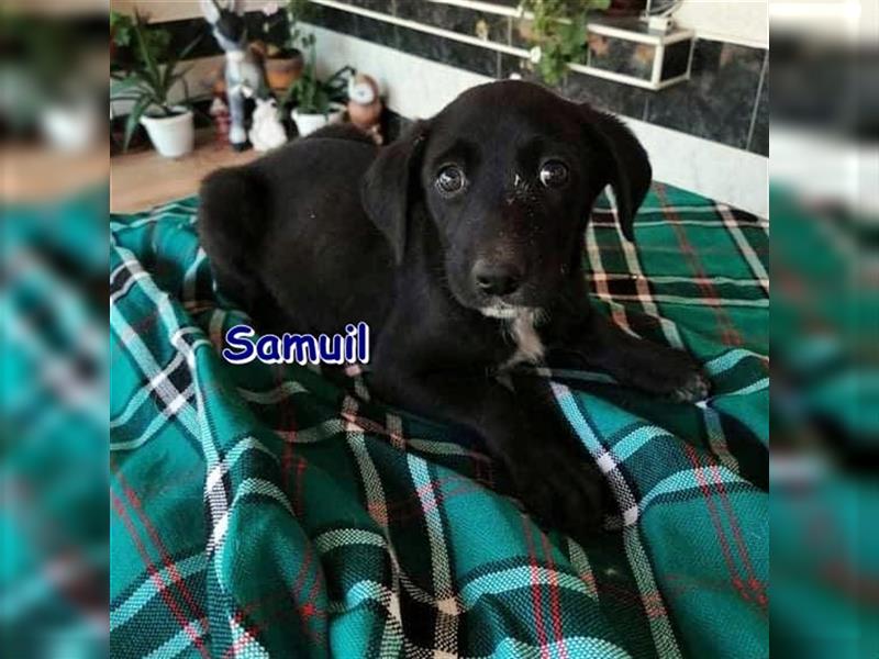 SAMUIL - sucht sein Zuhause