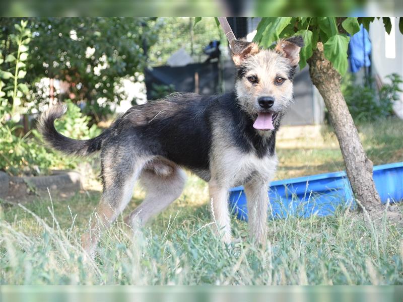 Felix, verspielter und sportlicher Terrier-Mischling, geb. 06/2021