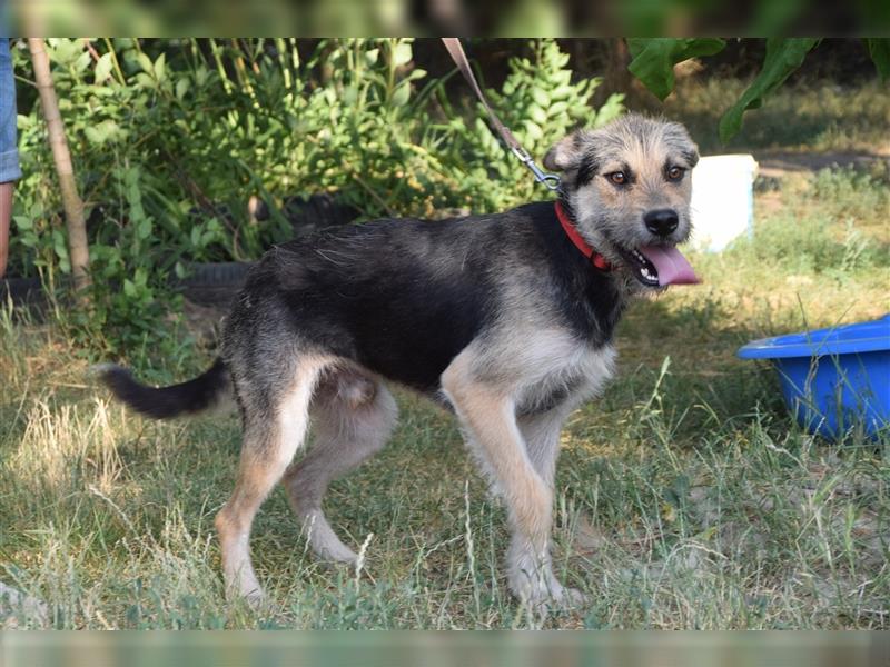 Felix, verspielter und sportlicher Terrier-Mischling, geb. 06/2021