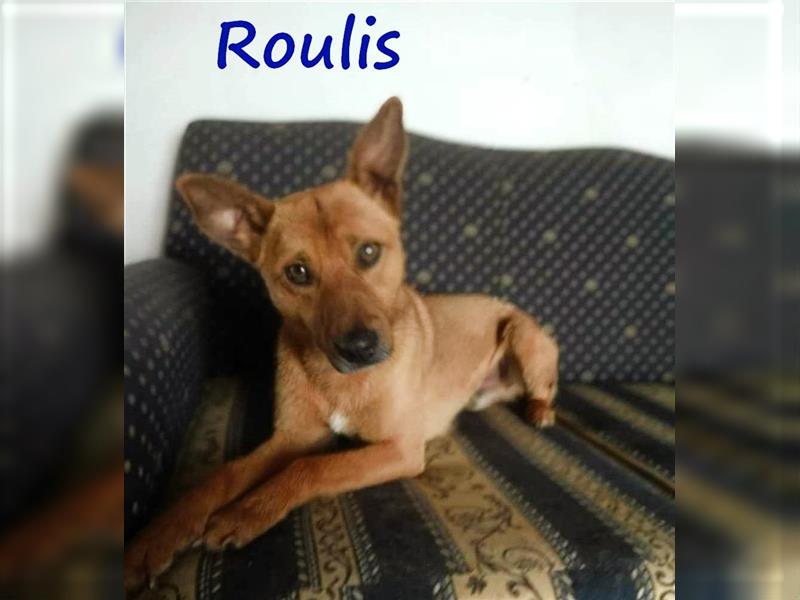 Roulis geb. 2021 (GRC Pflegestelle) - charmanter, verspielter und sehr sozialer Rüde!