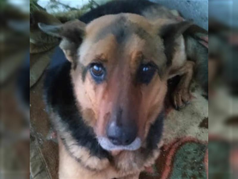 Oakley, geb. ca. 09/2021, lebt in GRIECHENLAND, auf einem Gelände, auf dem die Hunde notdürftig vers