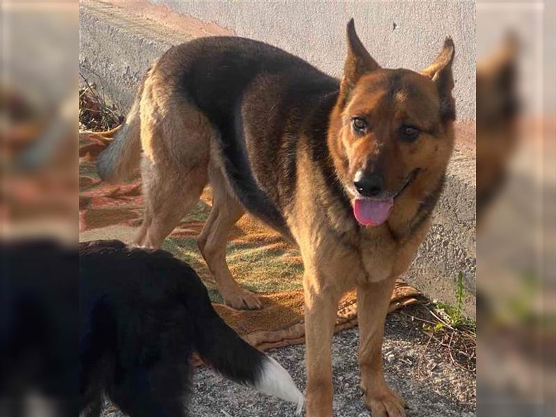 Oakley, geb. ca. 09/2021, lebt in GRIECHENLAND, auf einem Gelände, auf dem die Hunde notdürftig vers
