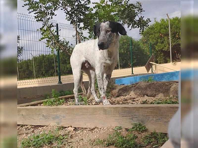 SHELDON, ein großer Hund mit einem großen Herzen