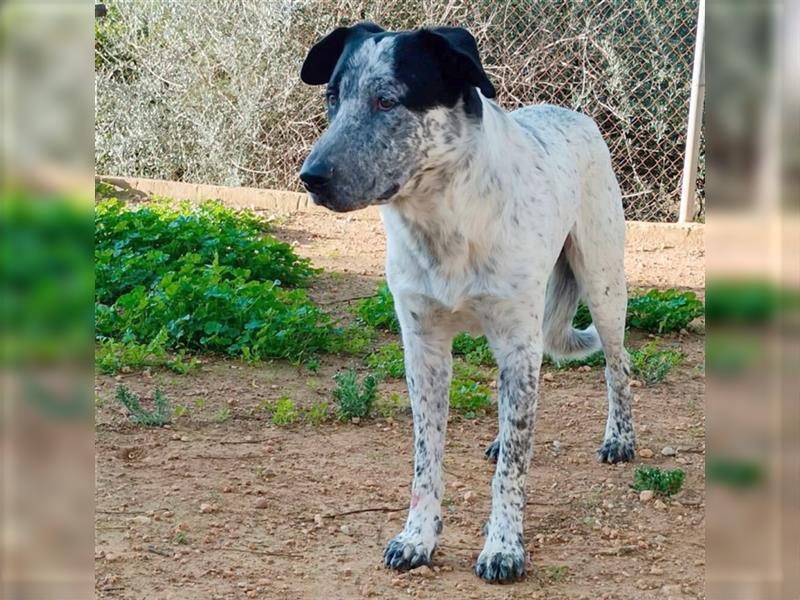 SHELDON, ein großer Hund mit einem großen Herzen