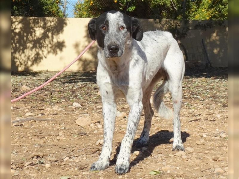 SHELDON, ein großer Hund mit einem großen Herzen