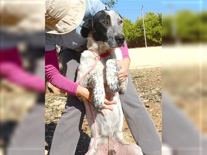 SHELDON, ein großer Hund mit einem großen Herzen