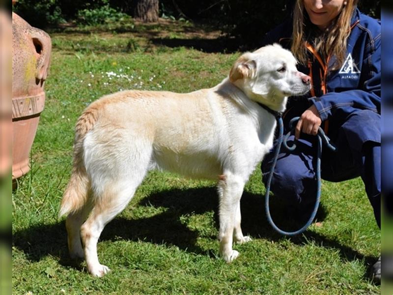 Ulbrecht - Bereit für sein neues Hundeleben