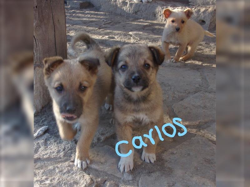 CARLOS ❤ sucht Zuhause oder Pflegestelle