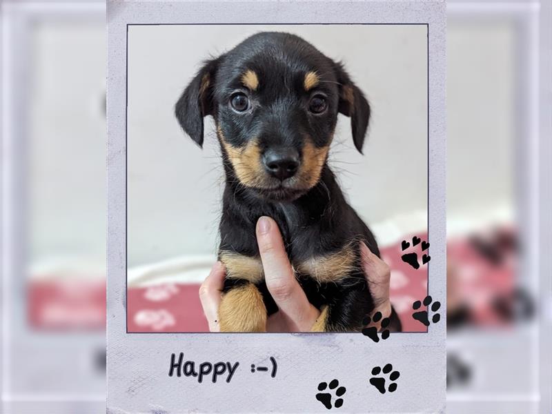 Tierschutz-Hund Happy sucht eine Familie