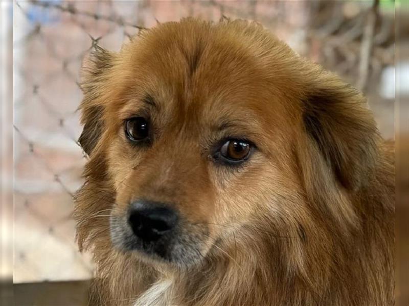 ♥FARIS♥ zuckersüßer, vom Tierheim gestresster Langhaar-Wuschel mit dem Welpengesicht 45 cm