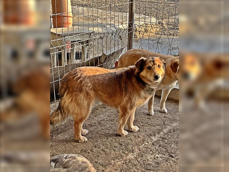 Maxi, zurückhaltender Hundebub sucht ein hundeerfahrenes Zuhause