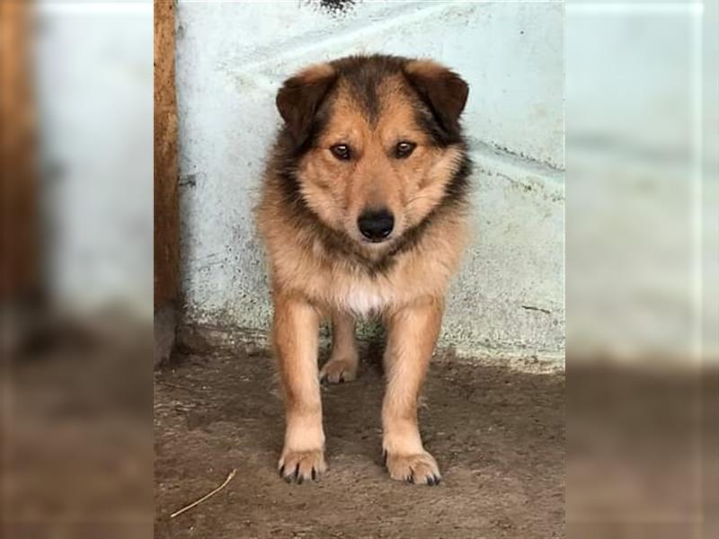 Maxi, zurückhaltender Hundebub sucht ein hundeerfahrenes Zuhause
