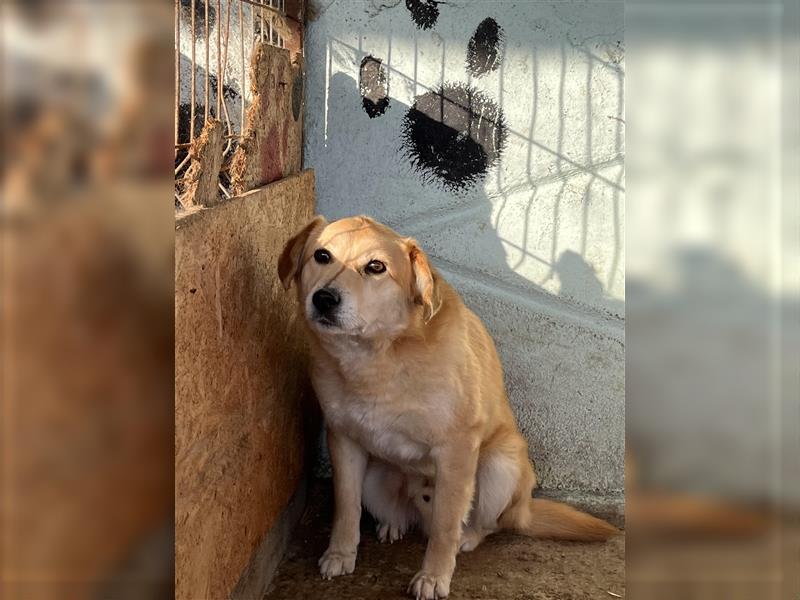 Nino, ängstlicher, vom Tierheim überforderter Hundejunge sucht erfahrenes Zuhause/Pflegestelle