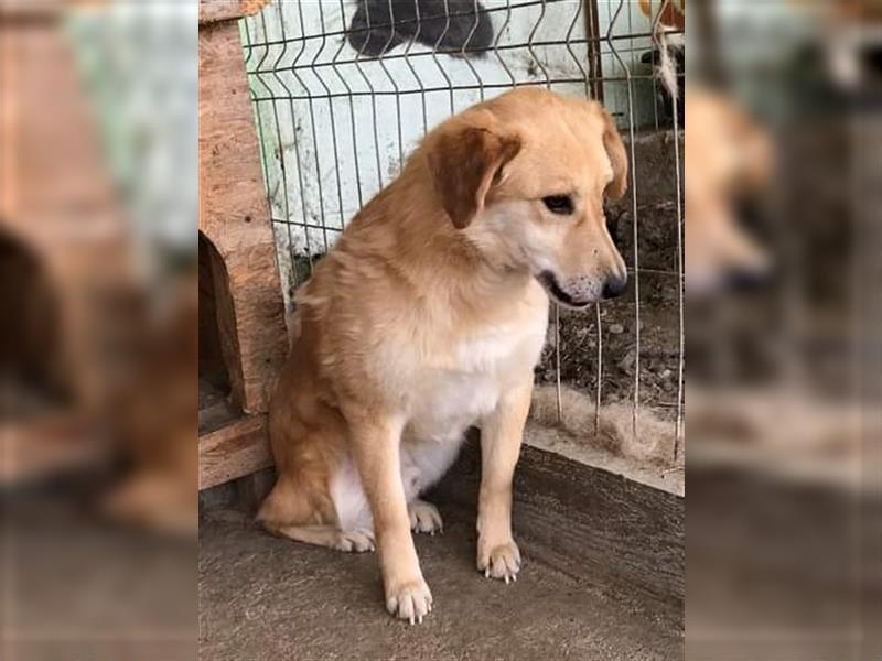 Nino, ängstlicher, vom Tierheim überforderter Hundejunge sucht erfahrenes Zuhause/Pflegestelle