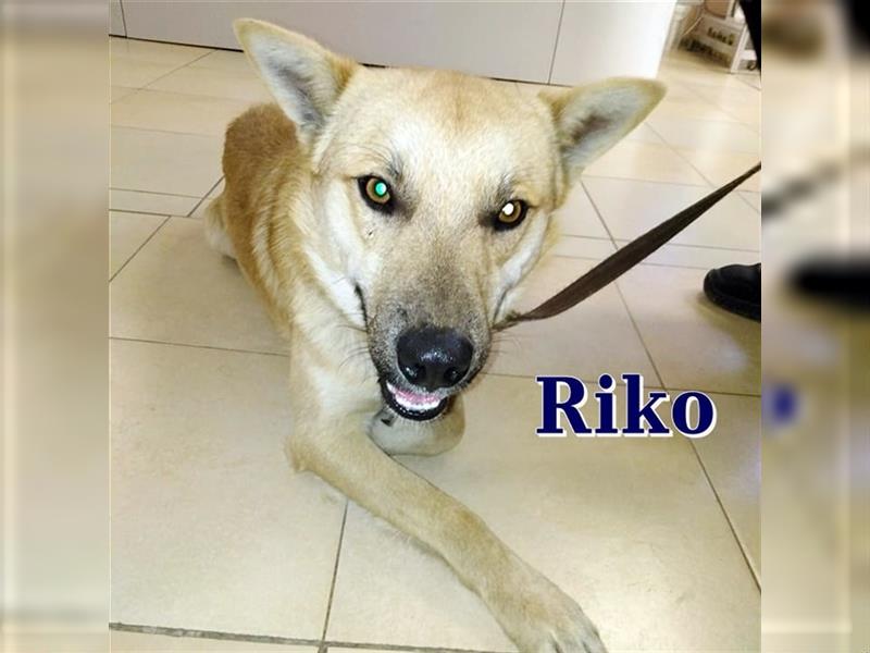 RIKO ❤ sucht Zuhause oder Pflegestelle