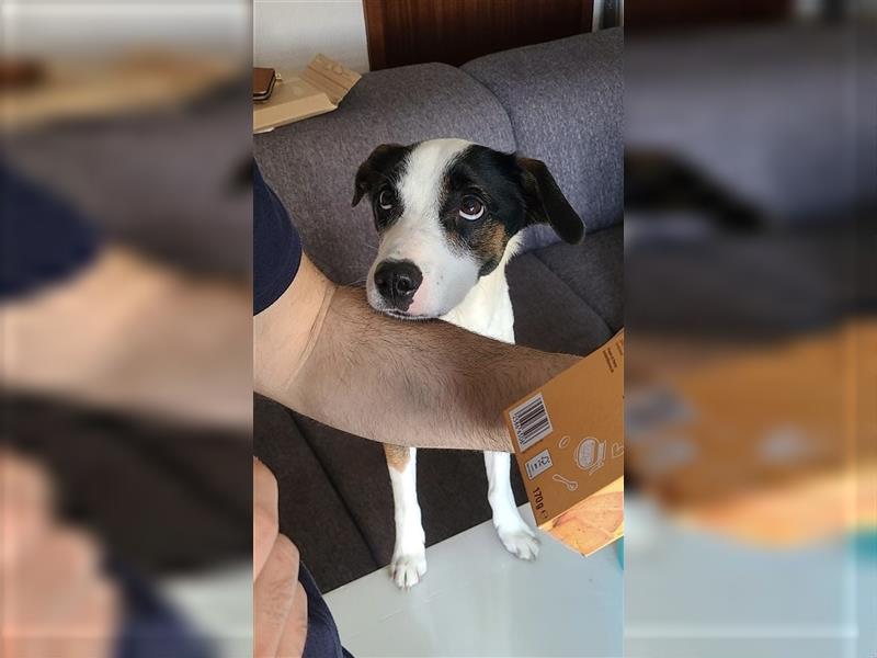 Lieber Zeytin sucht ein neues Zuhause