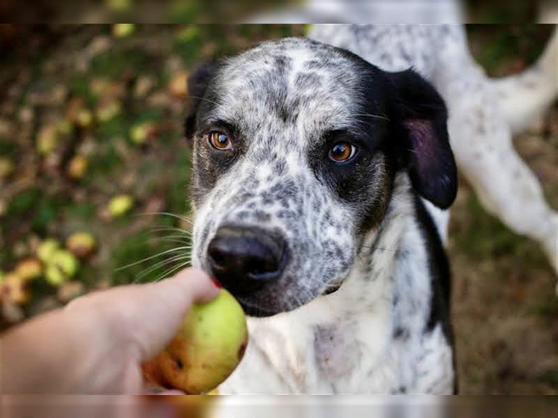 Danijel - Viel Hund, viel Herz: Riesenbaby mit Goldherz sucht aktive Menschen mit viel Platz